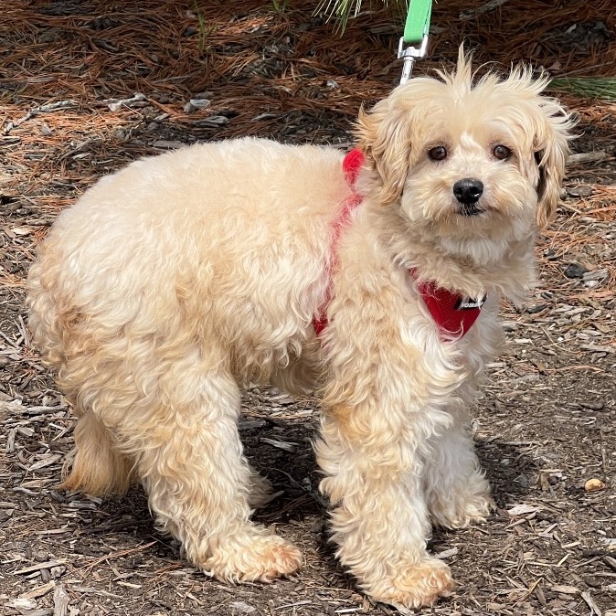 Potato Poodle, Miniature/Mixed Breed (Small) Tan