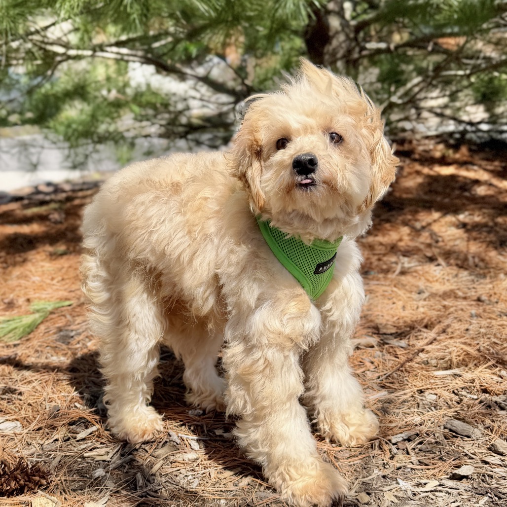 Potato Poodle, Miniature/Mixed Breed (Small) Tan