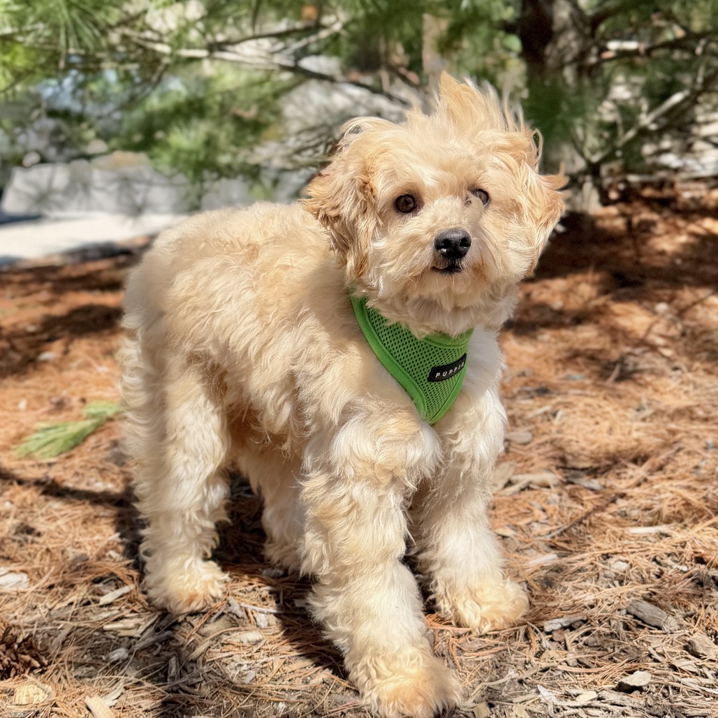 Potato Poodle, Miniature/Mixed Breed (Small) Tan