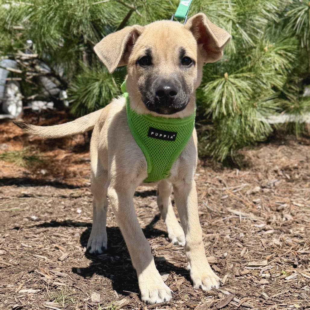 Lily Shepherd, German/Mixed Breed (Medium) Beige