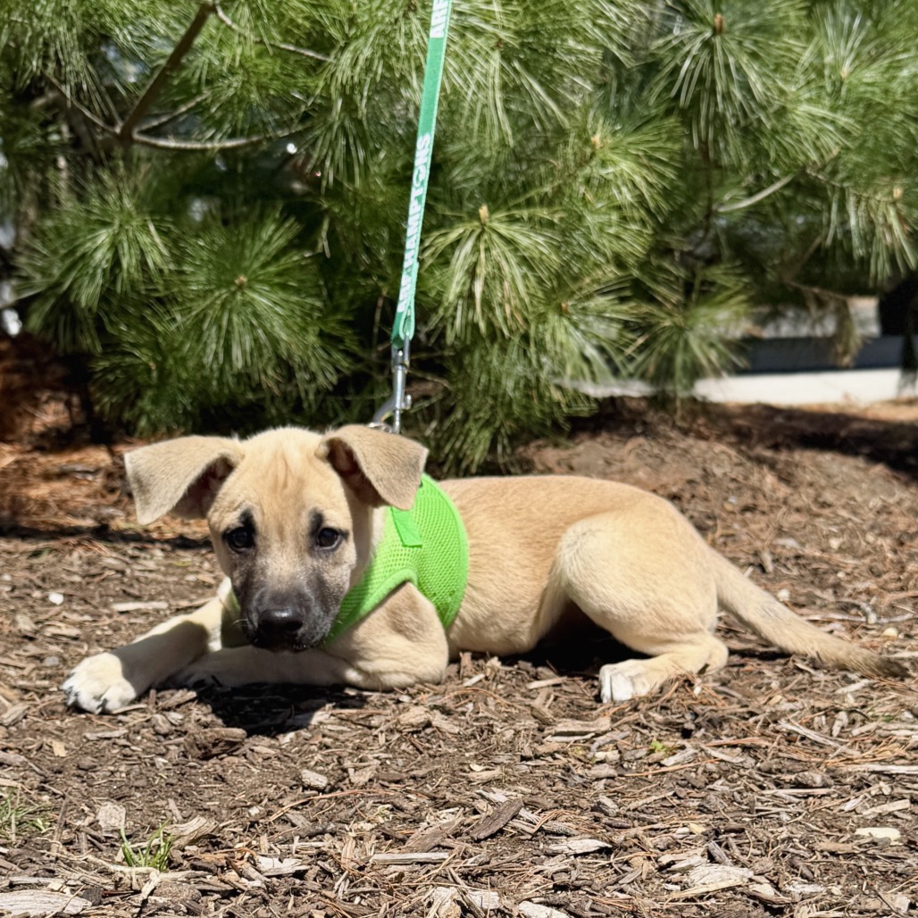 Lily Shepherd, German/Mixed Breed (Medium) Beige