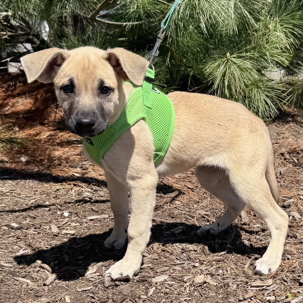 Lily Shepherd, German/Mixed Breed (Medium) Beige