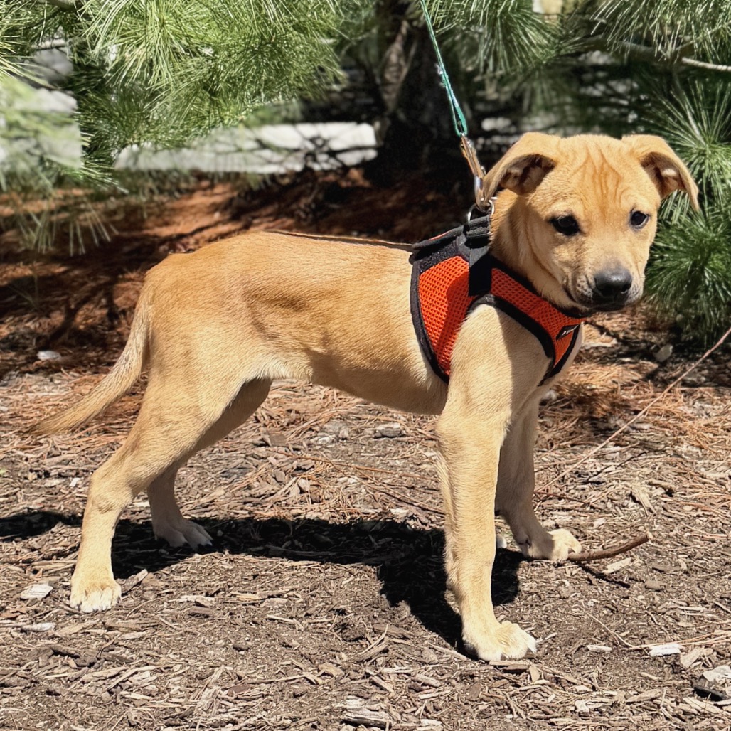 Peony Shepherd, German/Mixed Breed (Medium) Beige