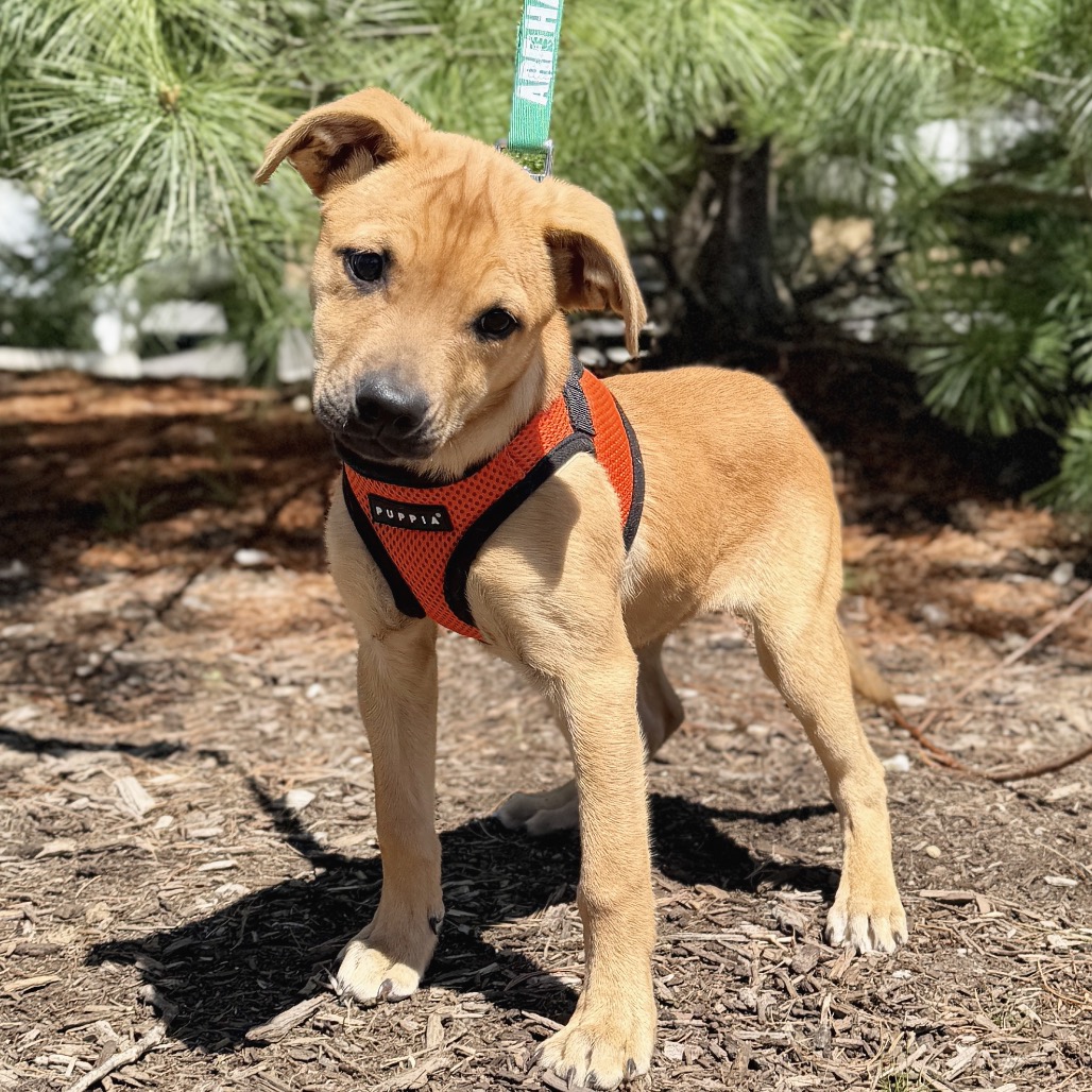 Peony Shepherd, German/Mixed Breed (Medium) Beige