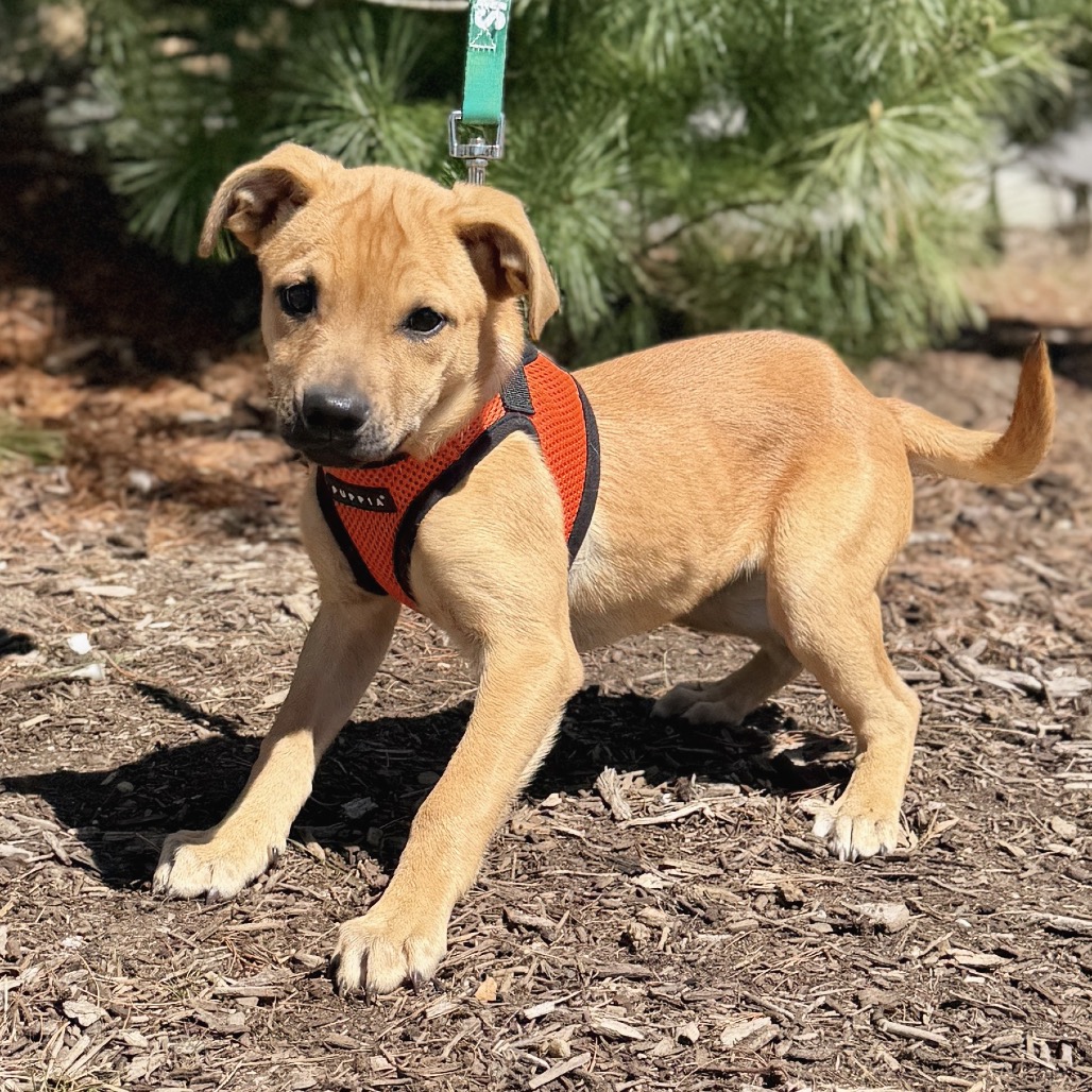 Peony Shepherd, German/Mixed Breed (Medium) Beige