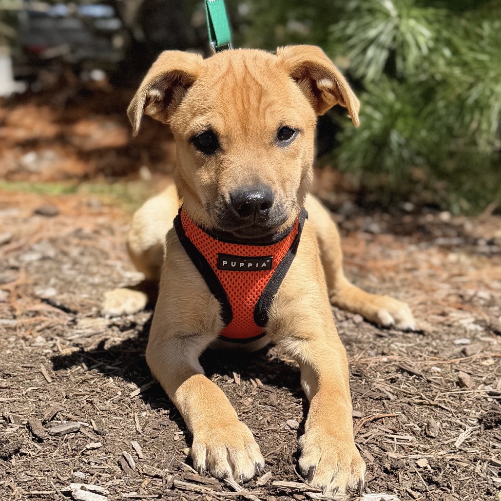 Peony Shepherd, German/Mixed Breed (Medium) Beige