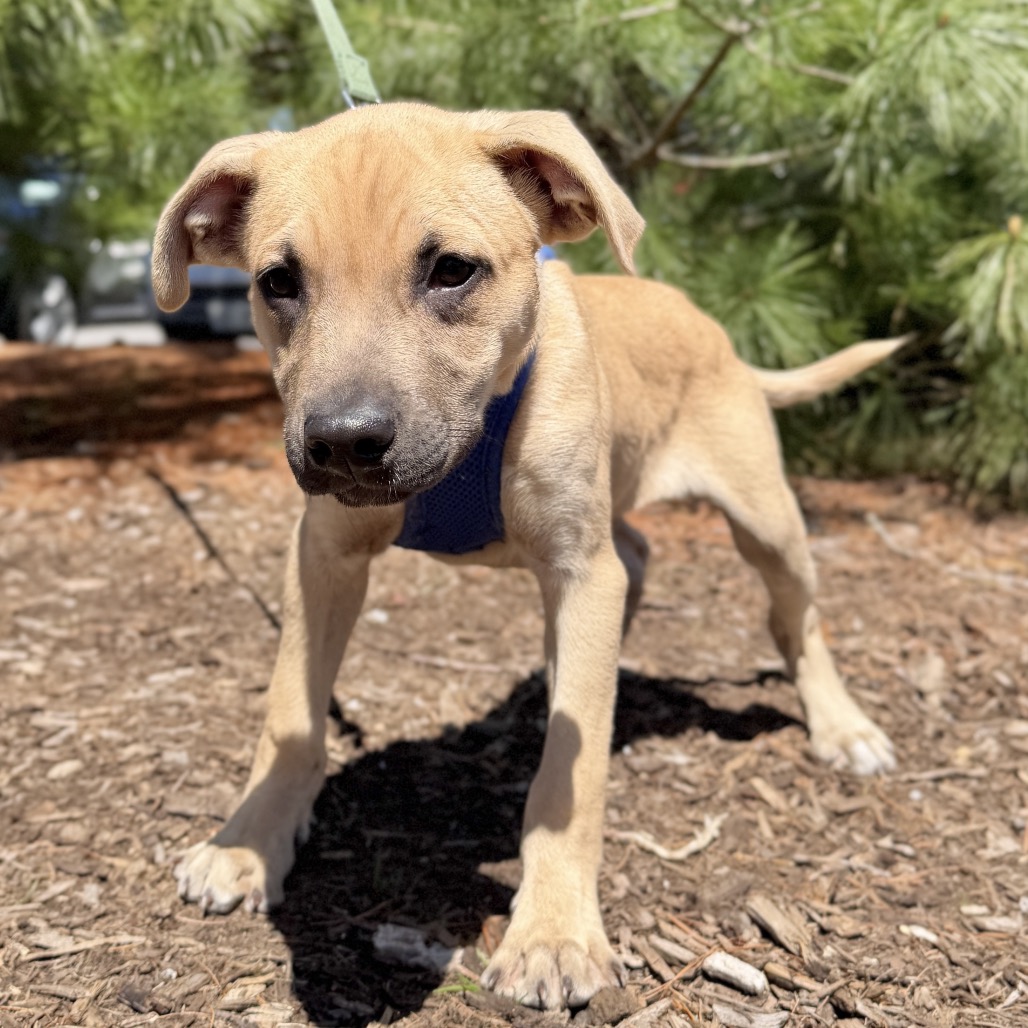 Tulip Shepherd, German/Mixed Breed (Medium) Beige