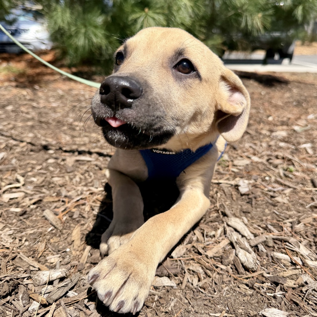 Tulip Shepherd, German/Mixed Breed (Medium) Beige