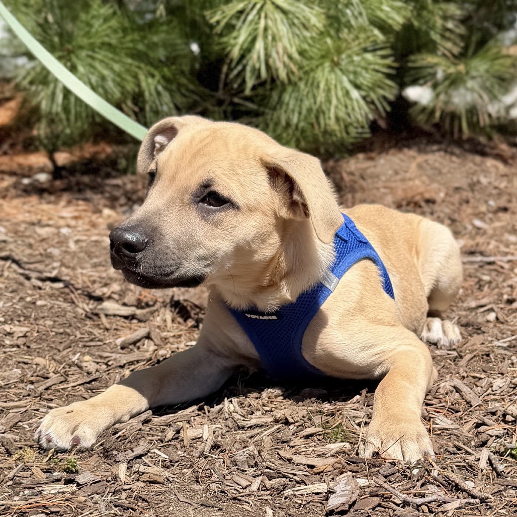 Tulip Shepherd, German/Mixed Breed (Medium) Beige