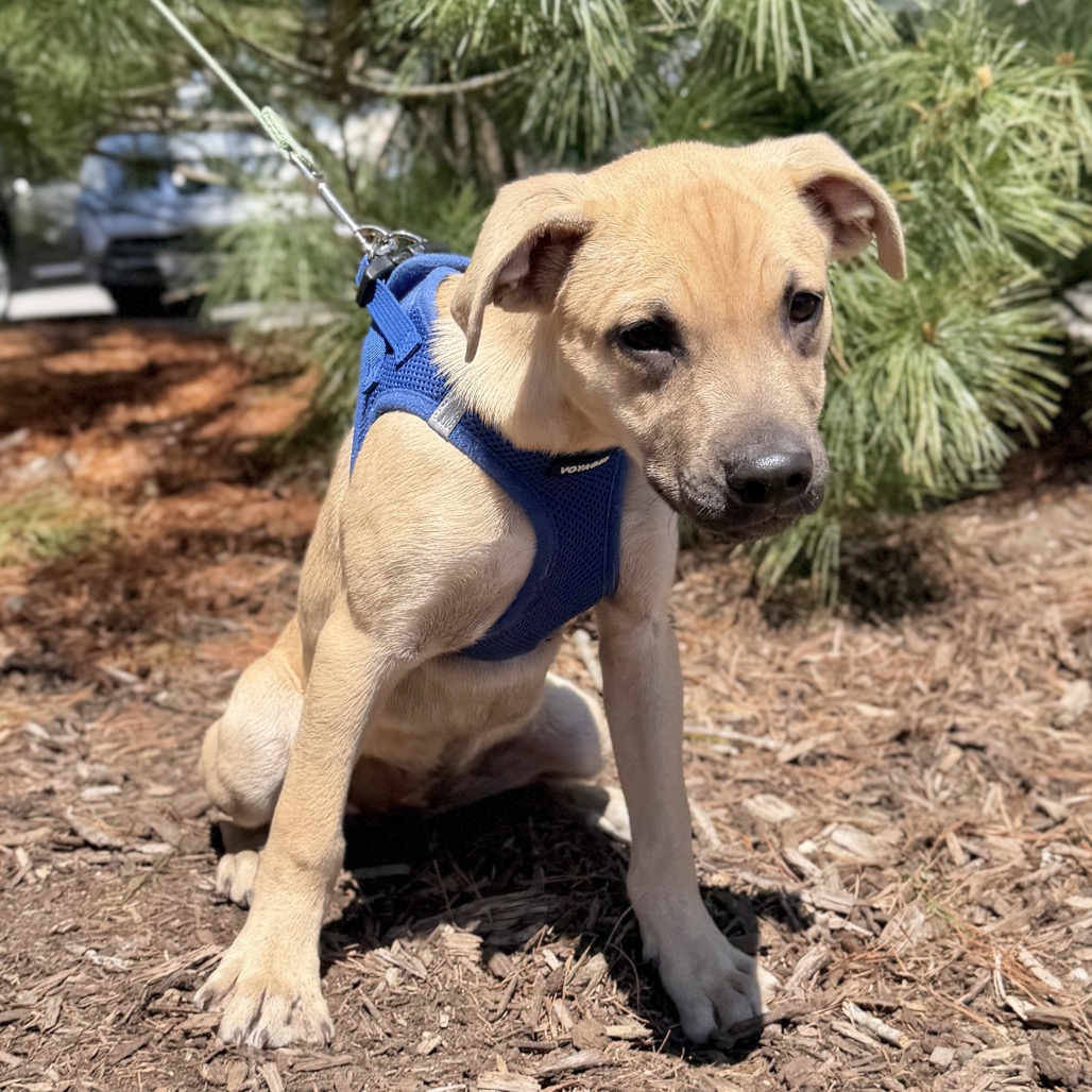 Tulip Shepherd, German/Mixed Breed (Medium) Beige