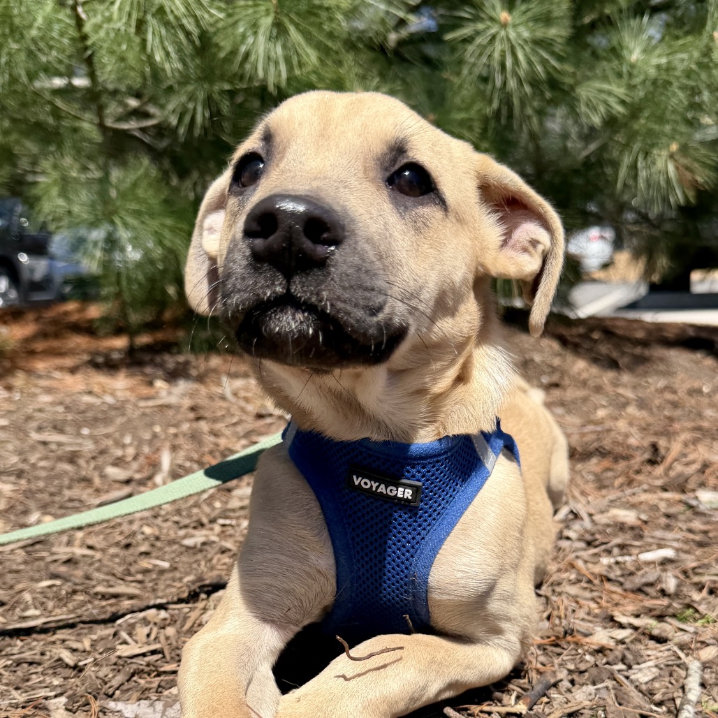 Tulip Shepherd, German/Mixed Breed (Medium) Beige