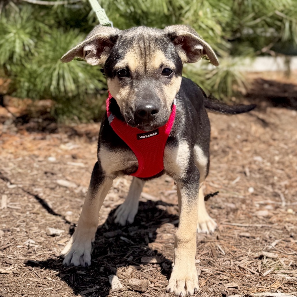 Rose Shepherd, German/Mixed Breed (Medium) Black