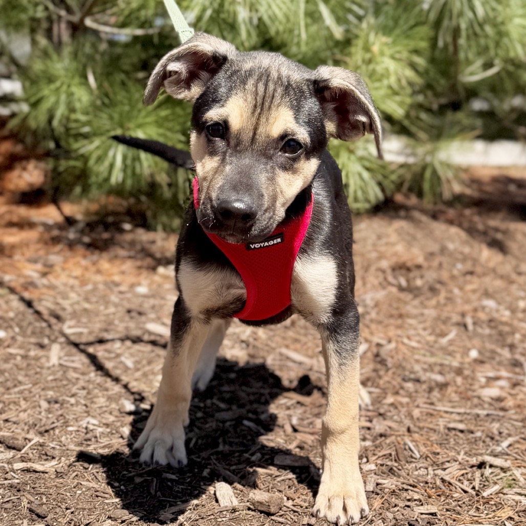 Rose Shepherd, German/Mixed Breed (Medium) Black