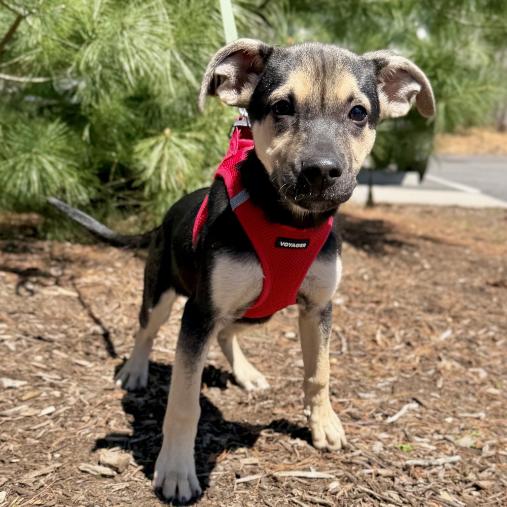 Rose Shepherd, German/Mixed Breed (Medium) Black