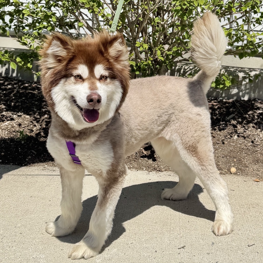 Daka Malamute, Alaskan Brown