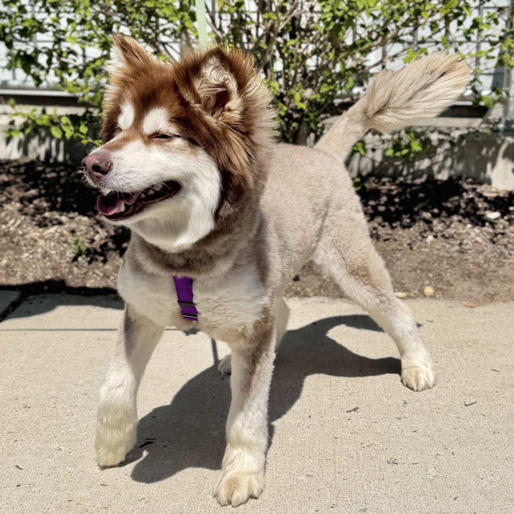Daka Malamute, Alaskan Brown