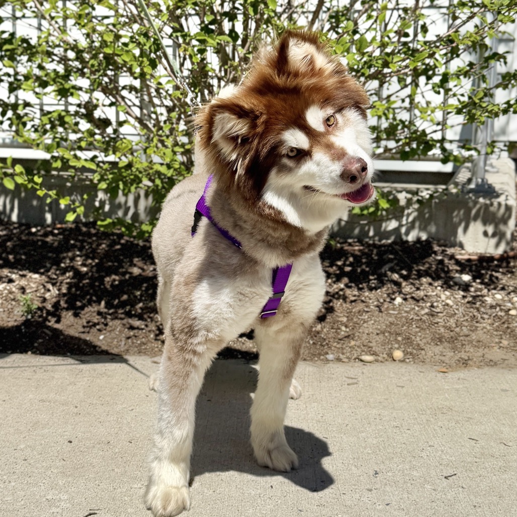Daka Malamute, Alaskan Brown