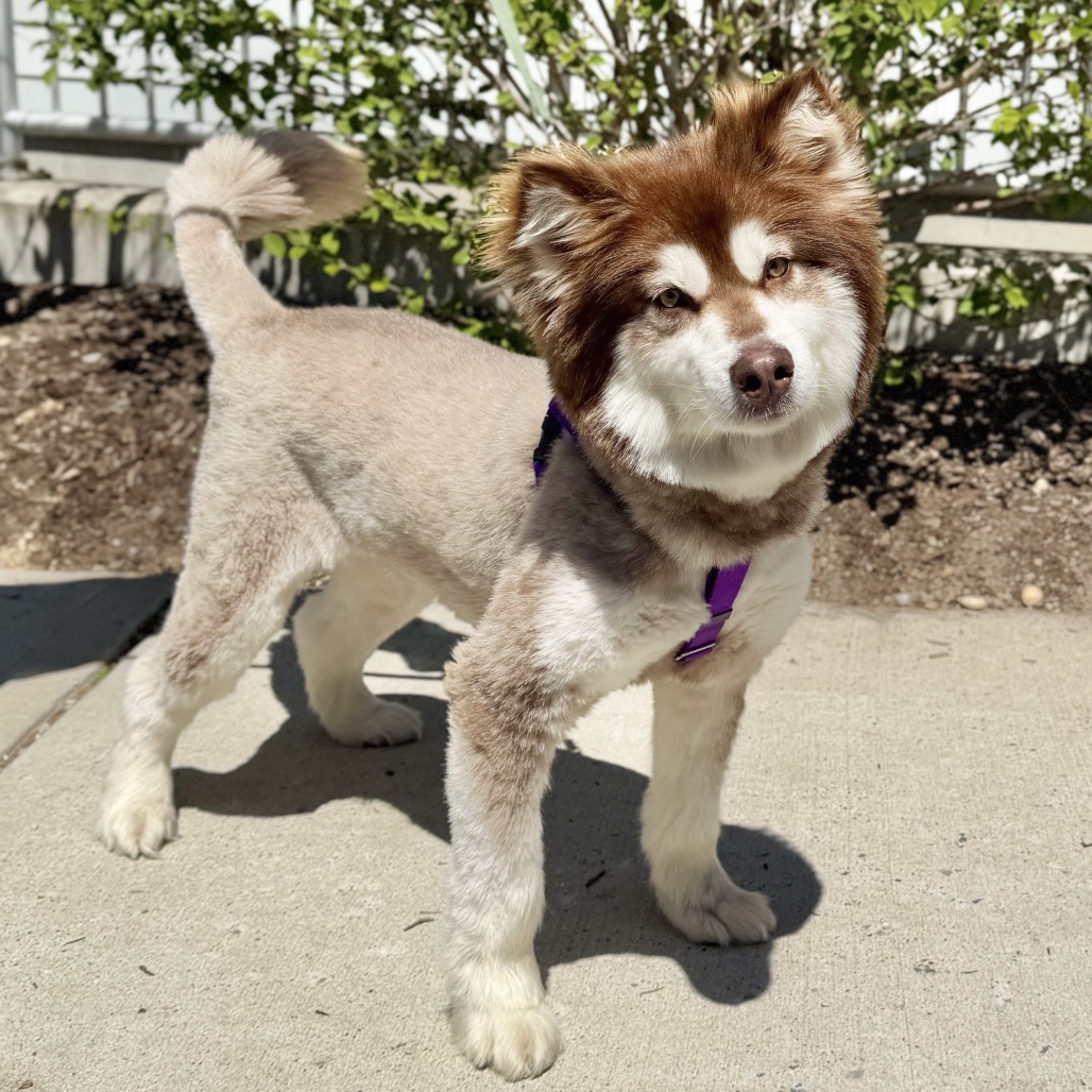 Daka Malamute, Alaskan Brown