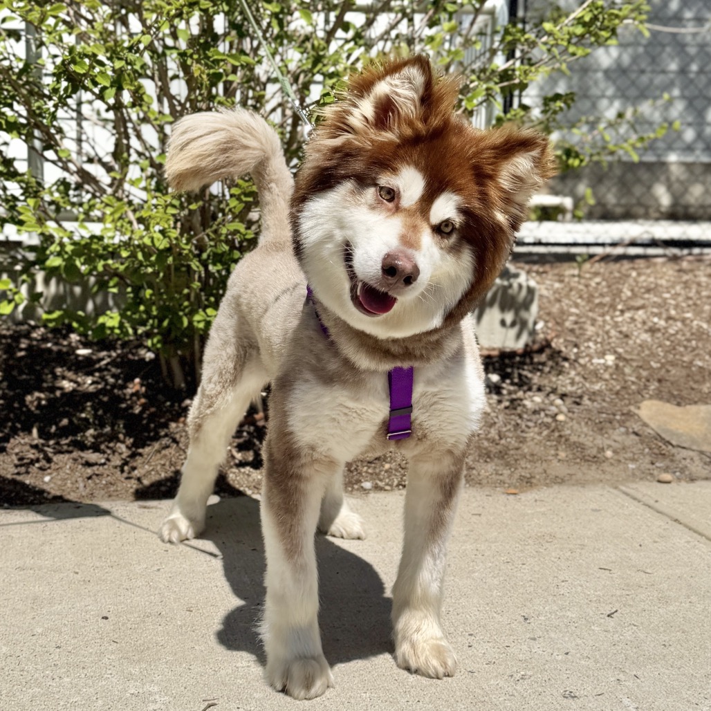 Daka Malamute, Alaskan Brown