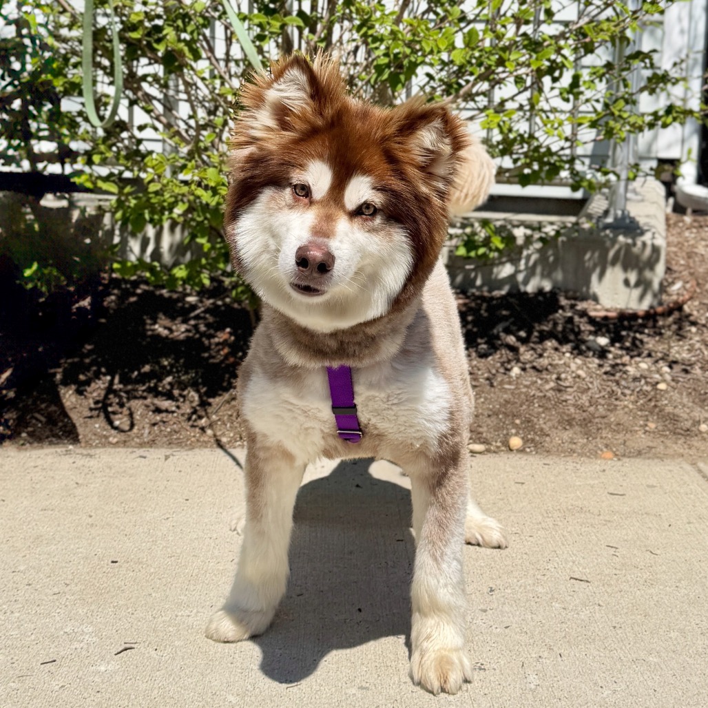 Daka Malamute, Alaskan Brown