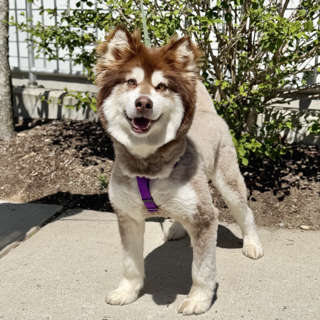 Daka Malamute, Alaskan Brown