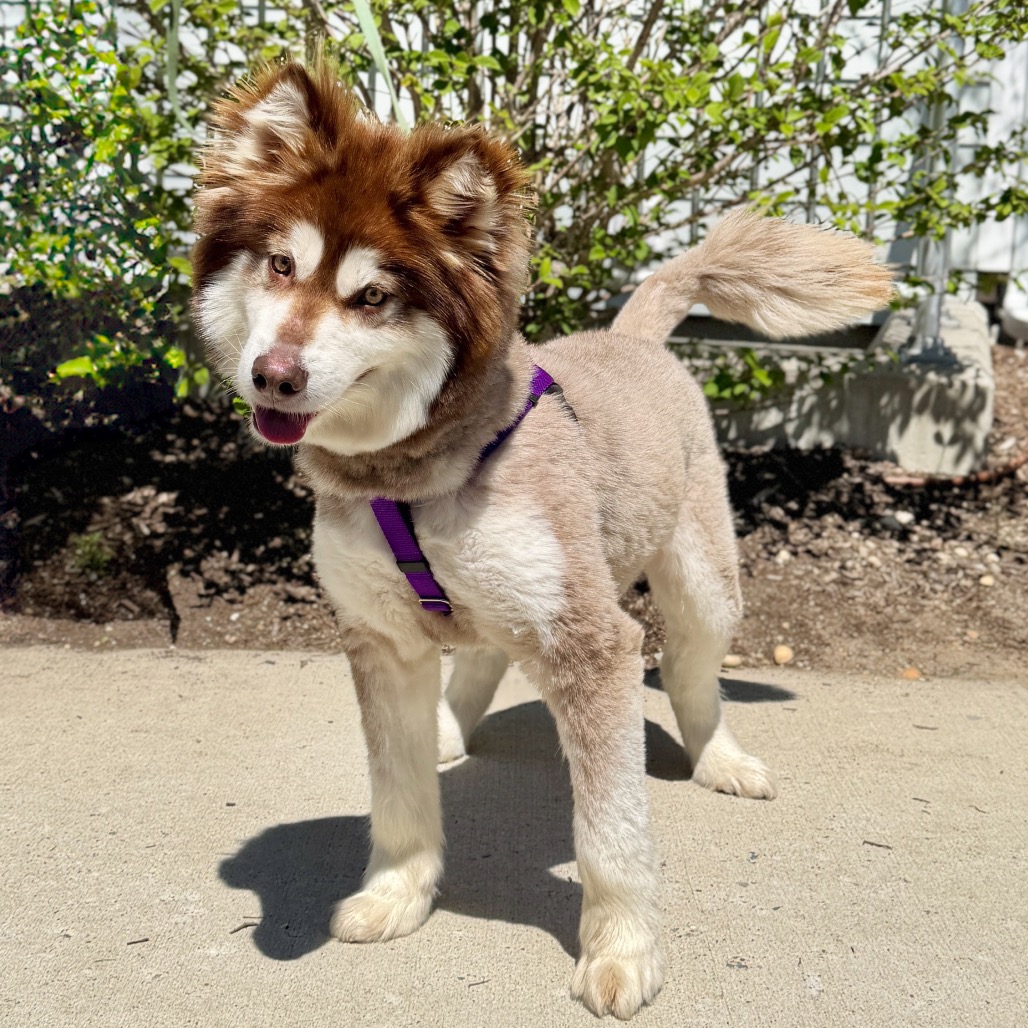 Daka Malamute, Alaskan Brown