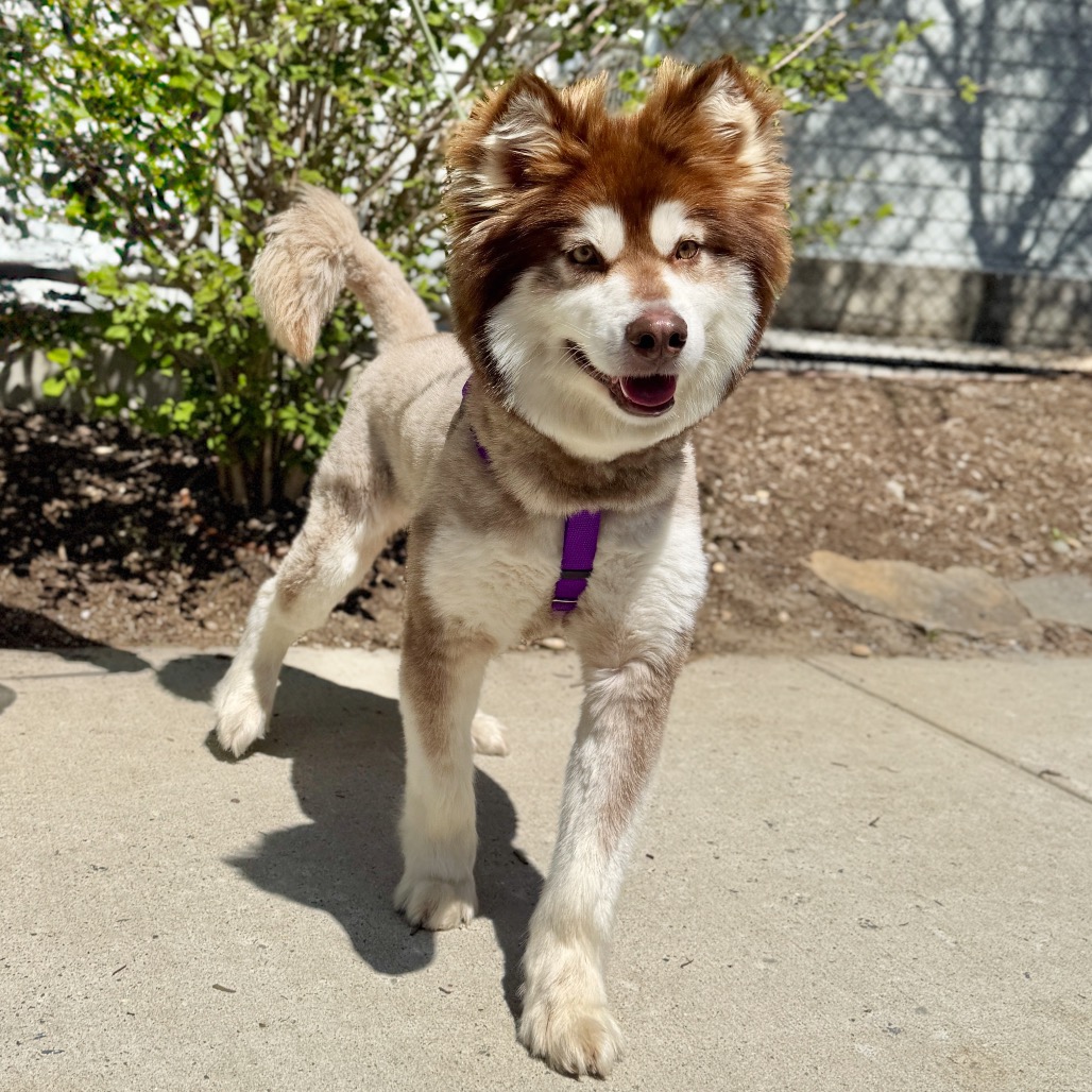 Daka Malamute, Alaskan Brown