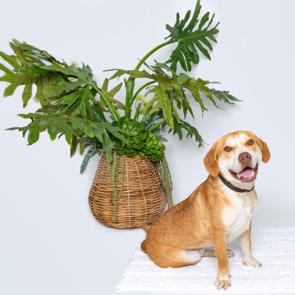Chance Hound/Mix Tan/White