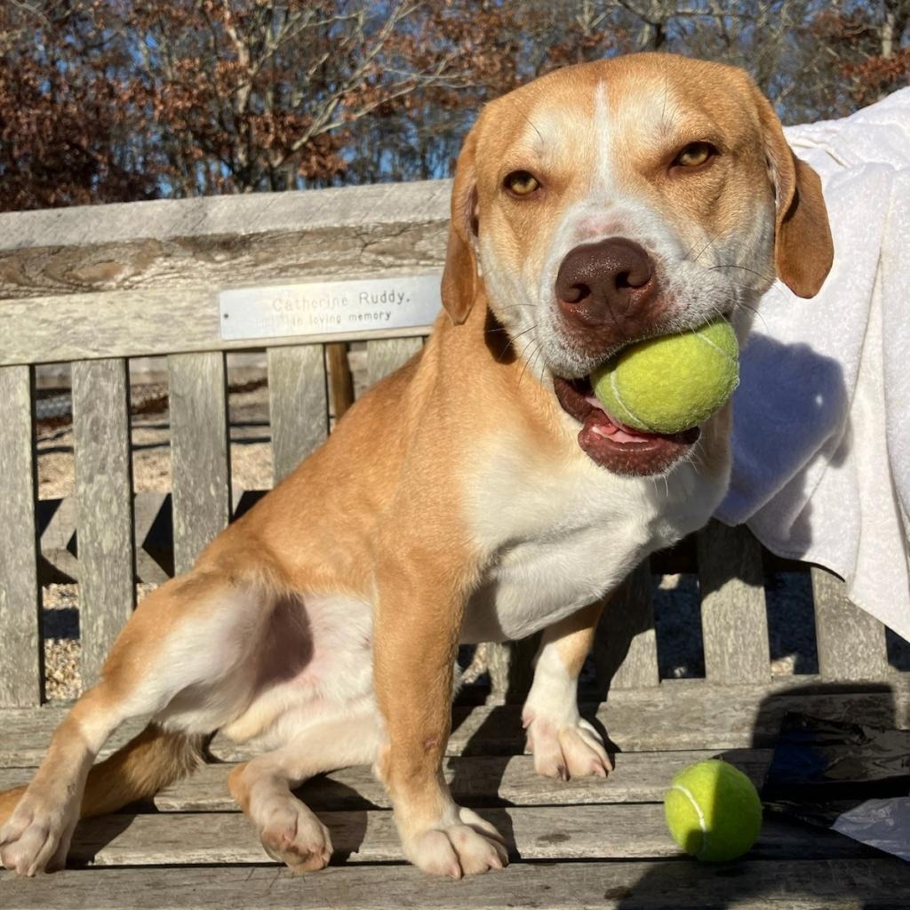 Chance Hound/Mix Tan/White