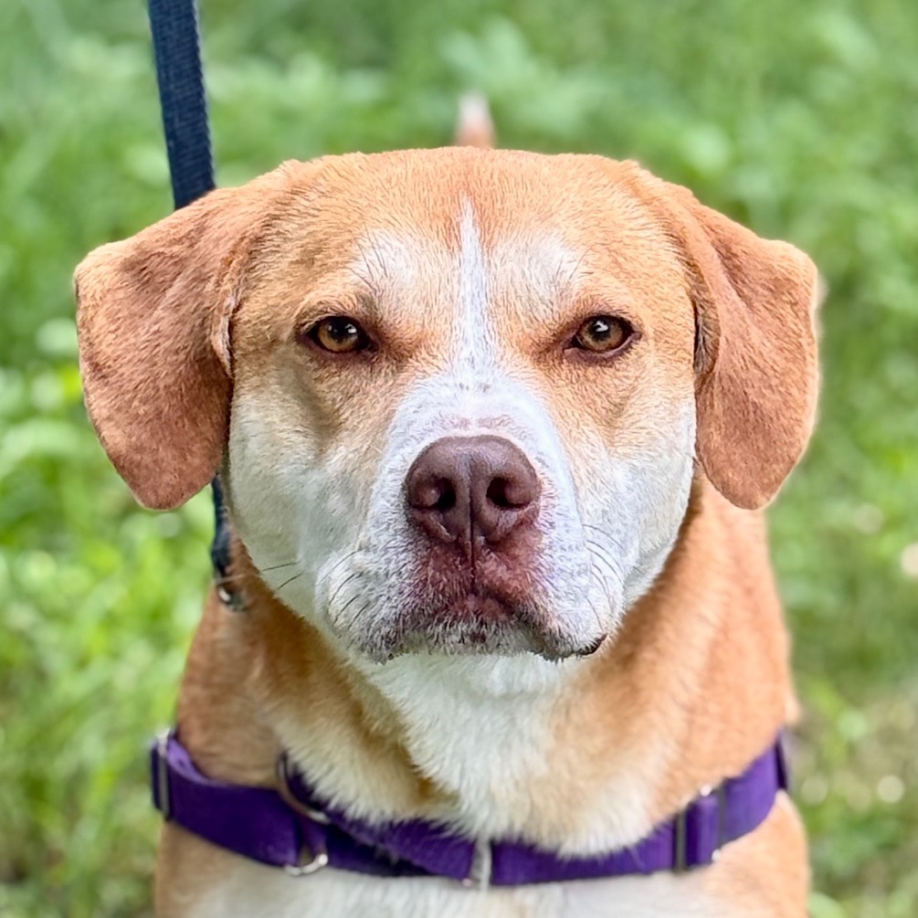Chance Hound/Mix Tan/White