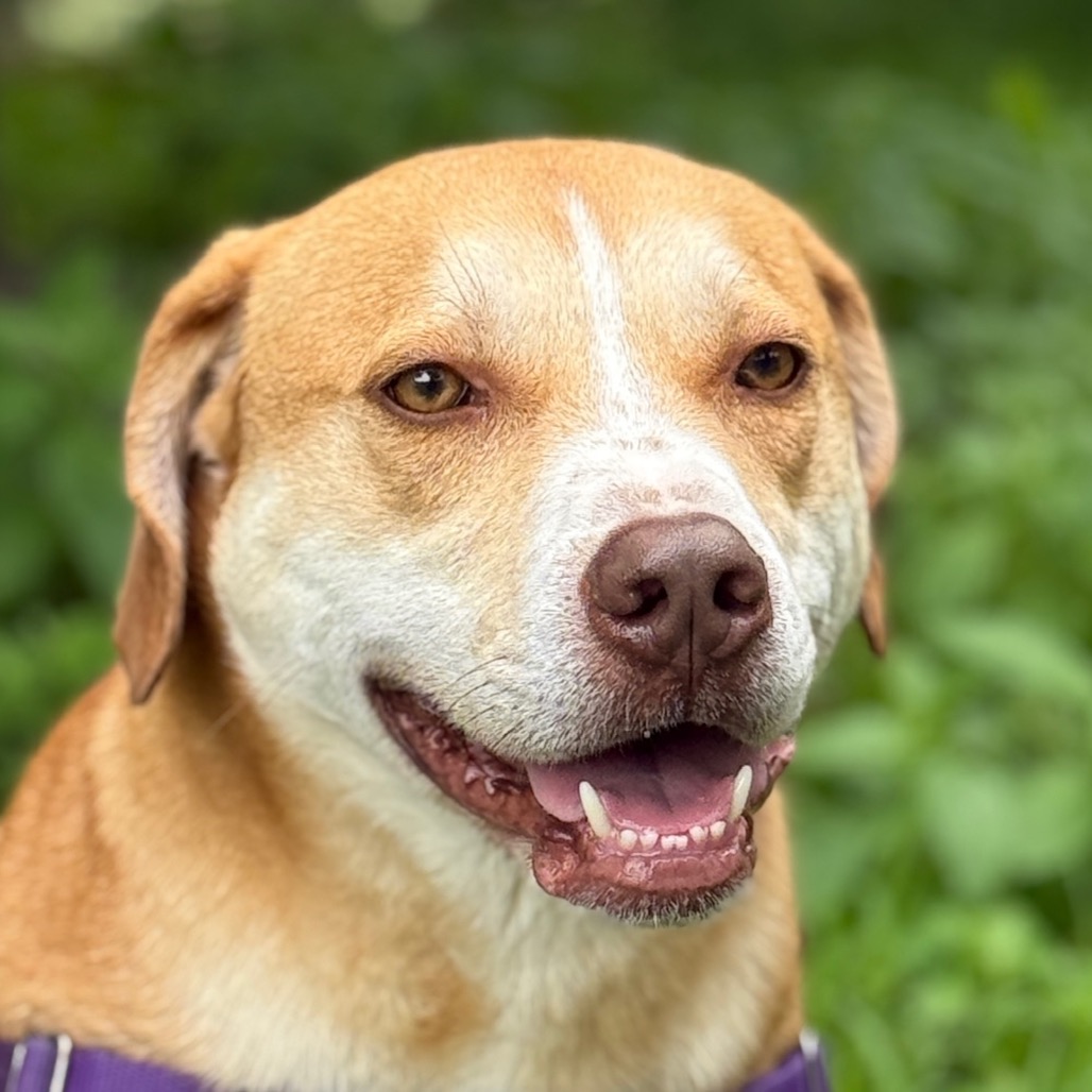 Chance Hound/Mix Tan/White