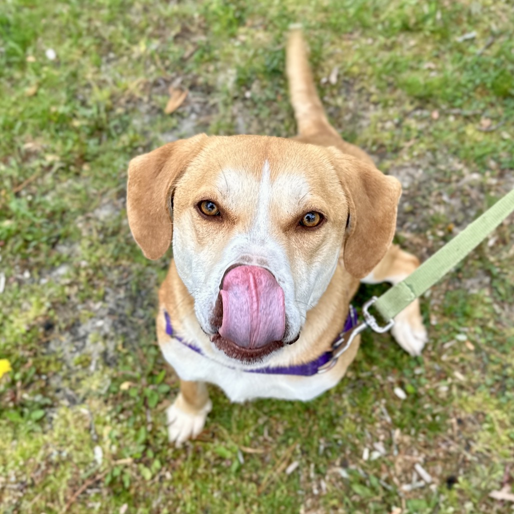 Chance Hound/Mix Tan/White