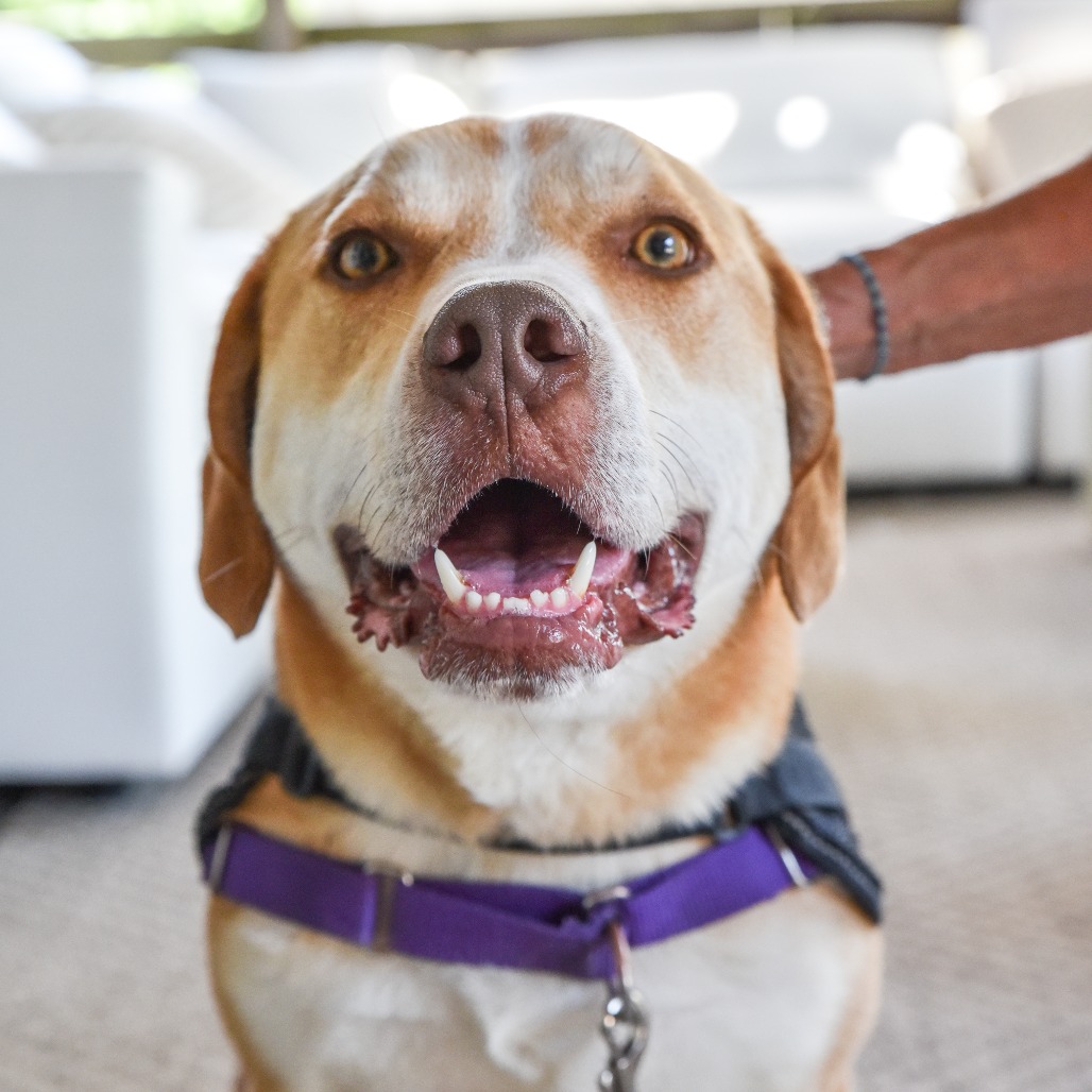 Chance Hound/Mix Tan/White