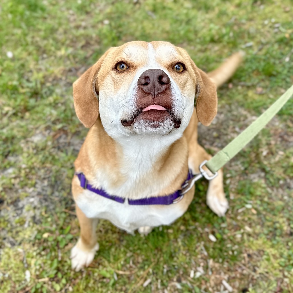 Chance Hound/Mix Tan/White