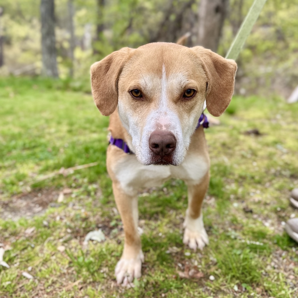 Chance Hound/Mix Tan/White