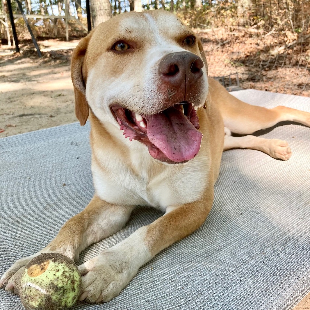 Chance Hound/Mix Tan/White