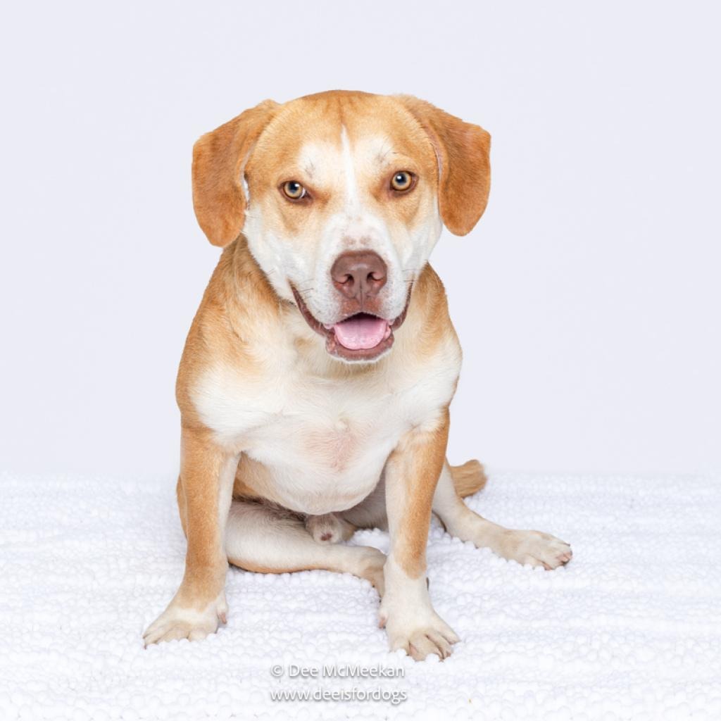 Chance Hound/Mix Tan/White