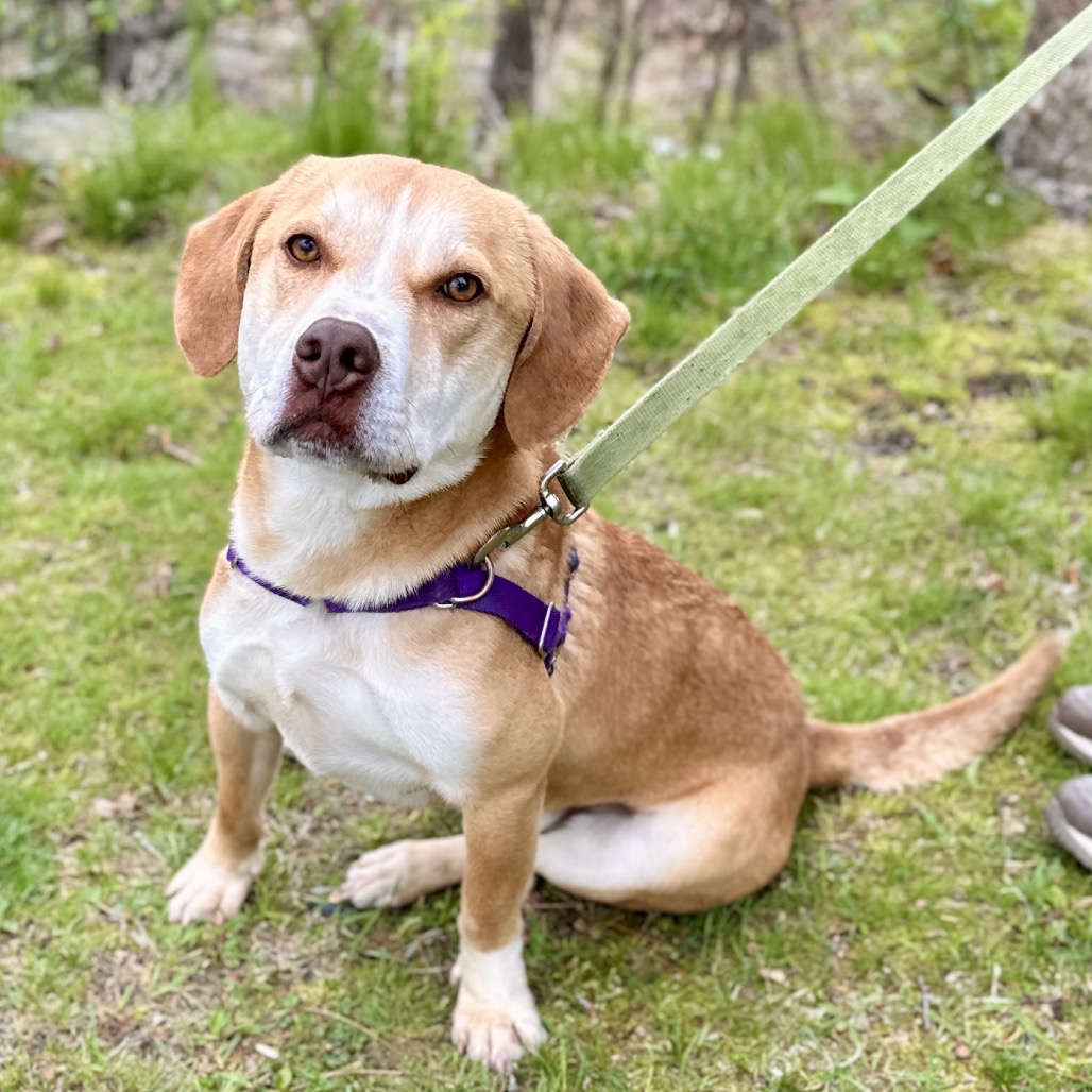Chance Hound/Mix Tan/White