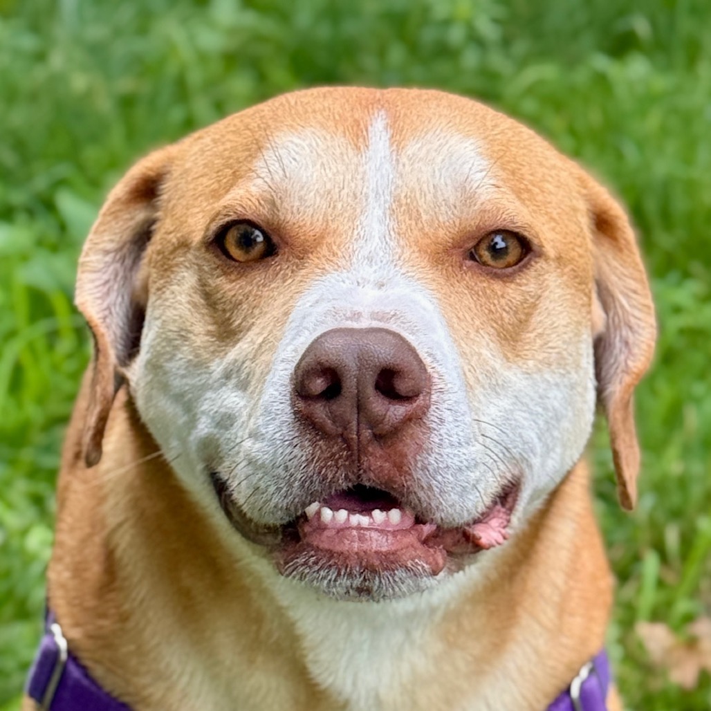 Chance Hound/Mix Tan/White