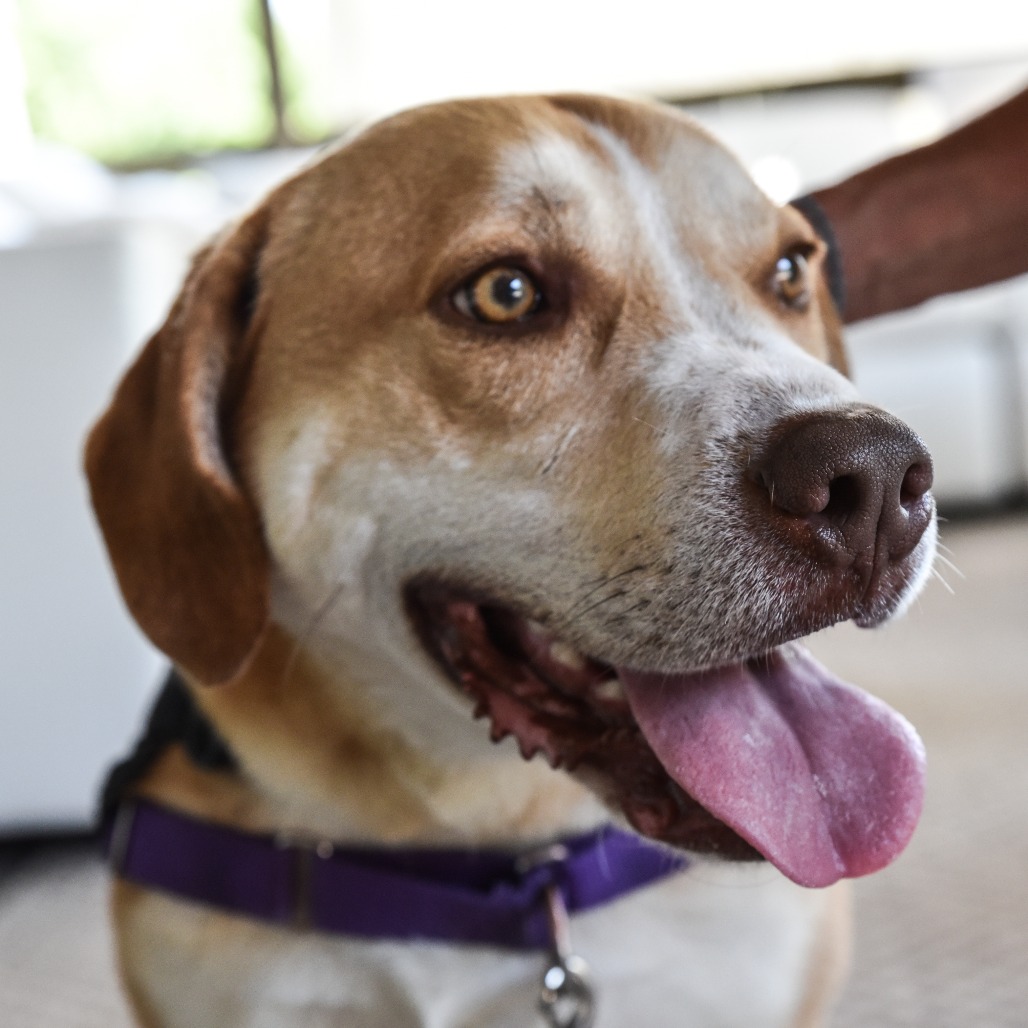 Chance Hound/Mix Tan/White