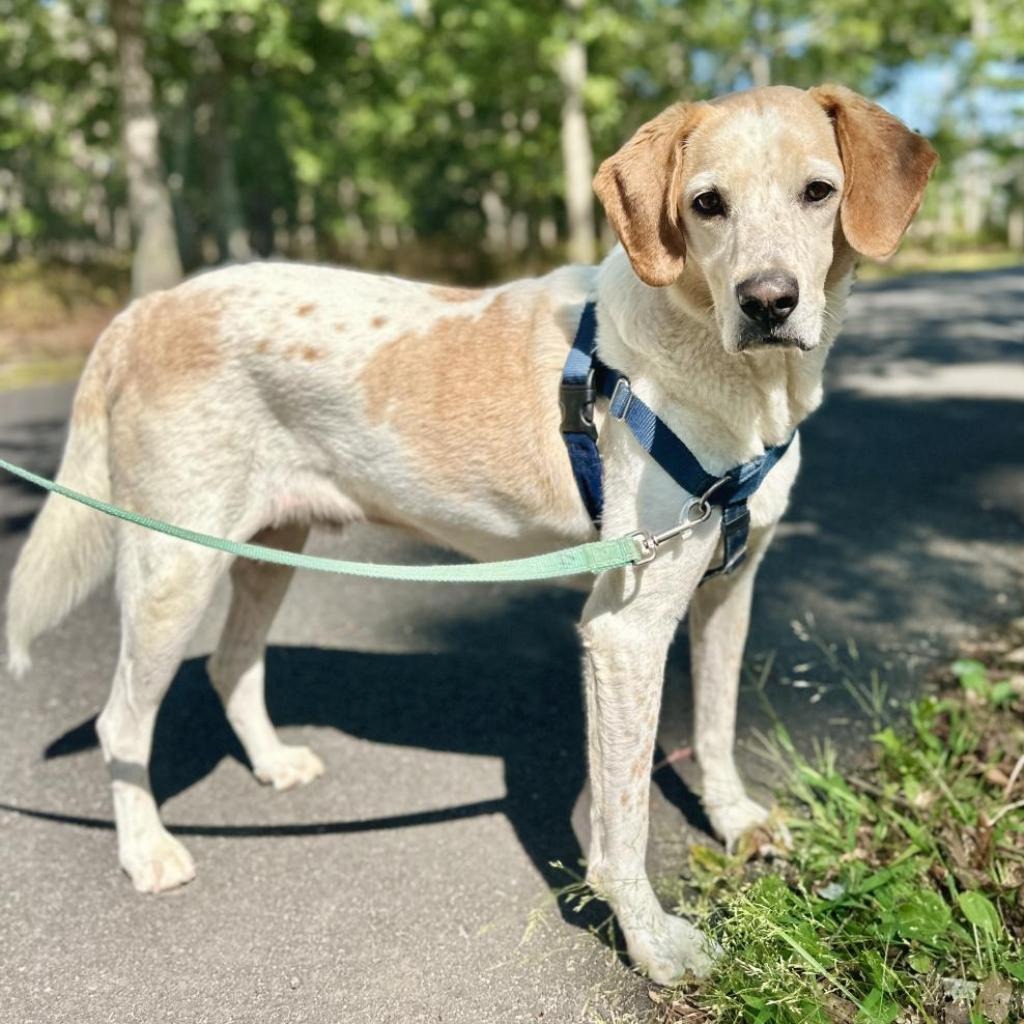 CoCo Hound Tan/White None
