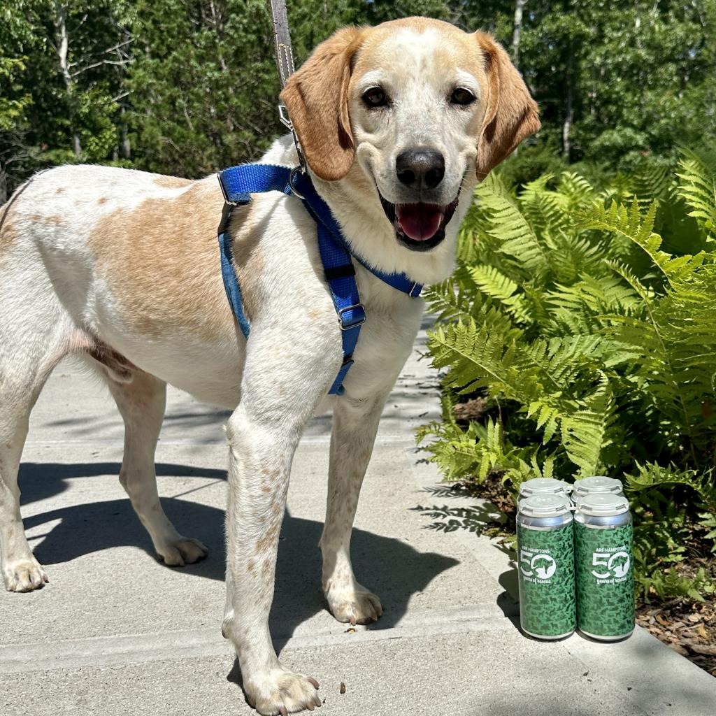 CoCo Hound Tan/White None