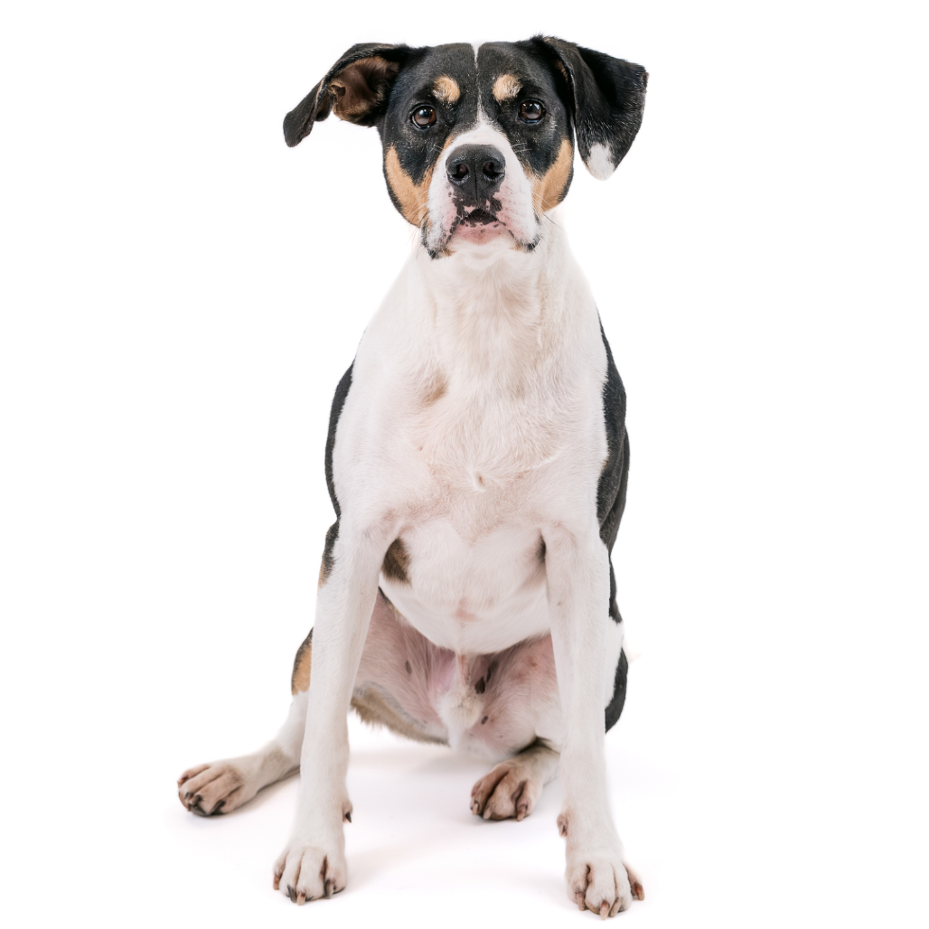 Oden Hound Black/White