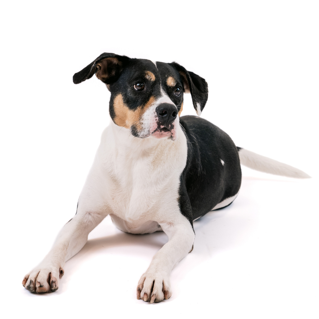 Oden Hound Black/White