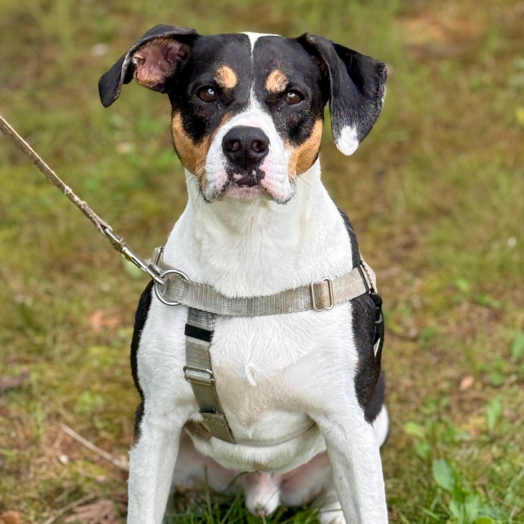 Oden Hound Black/White