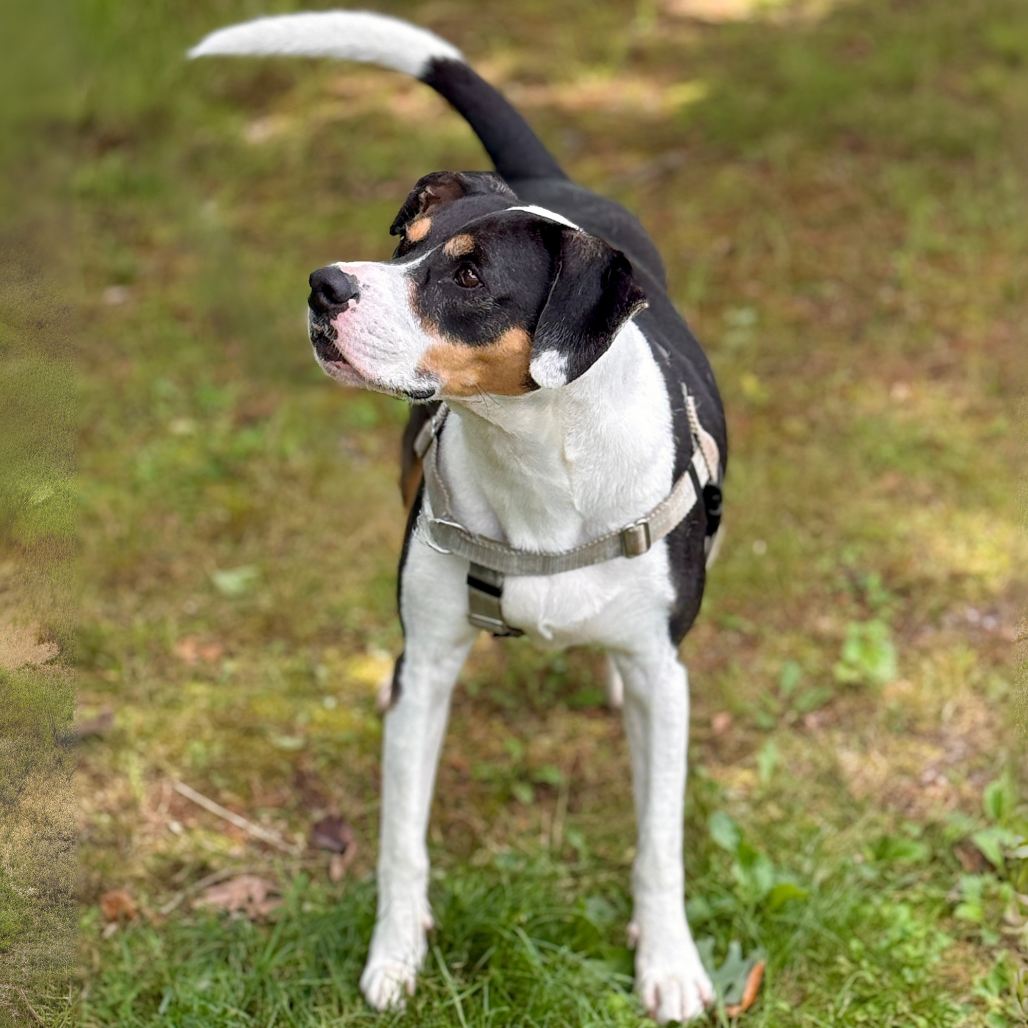 Oden Hound Black/White