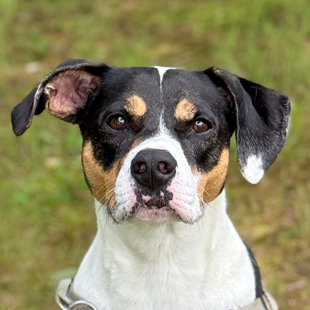 Oden Hound Black/White