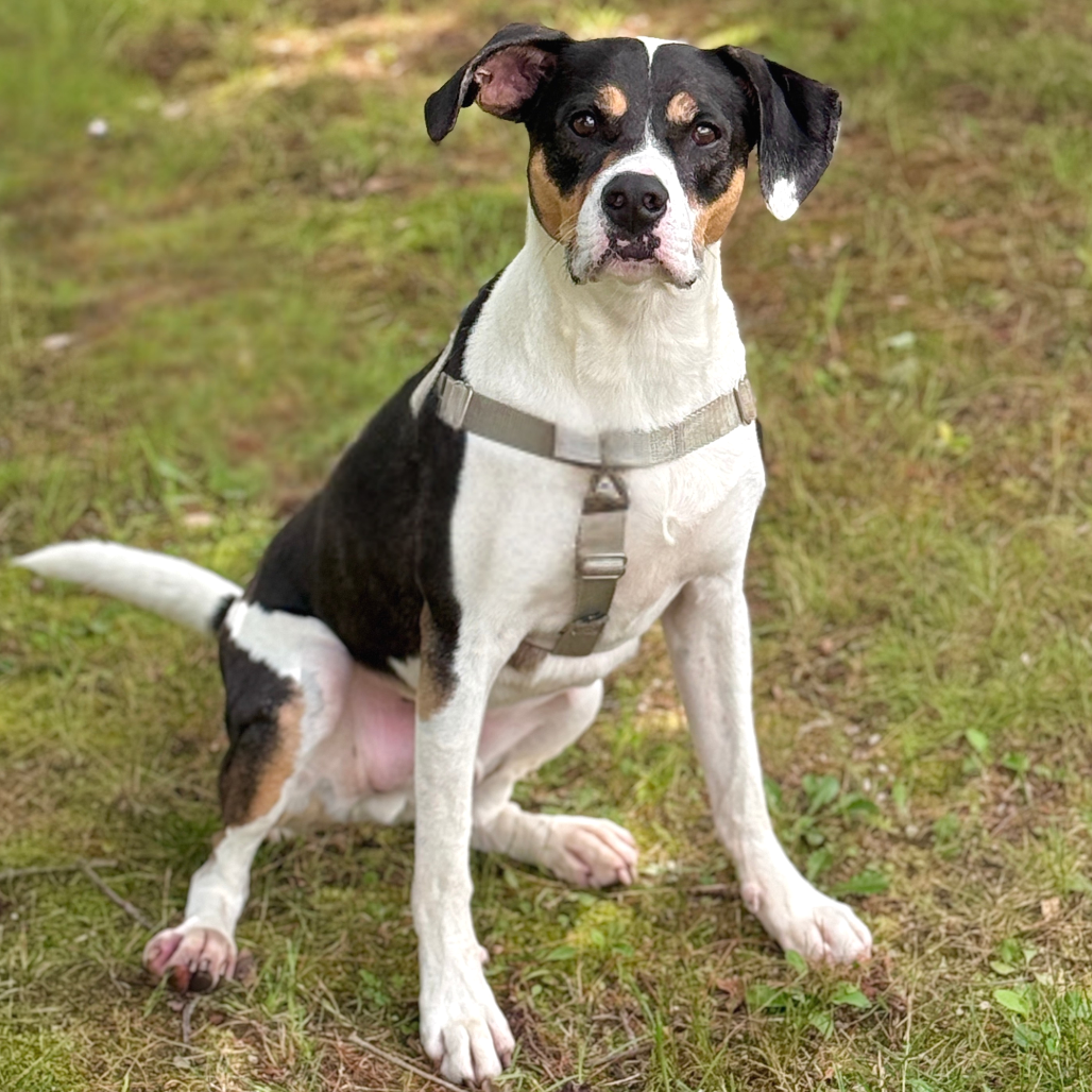 Oden Hound Black/White