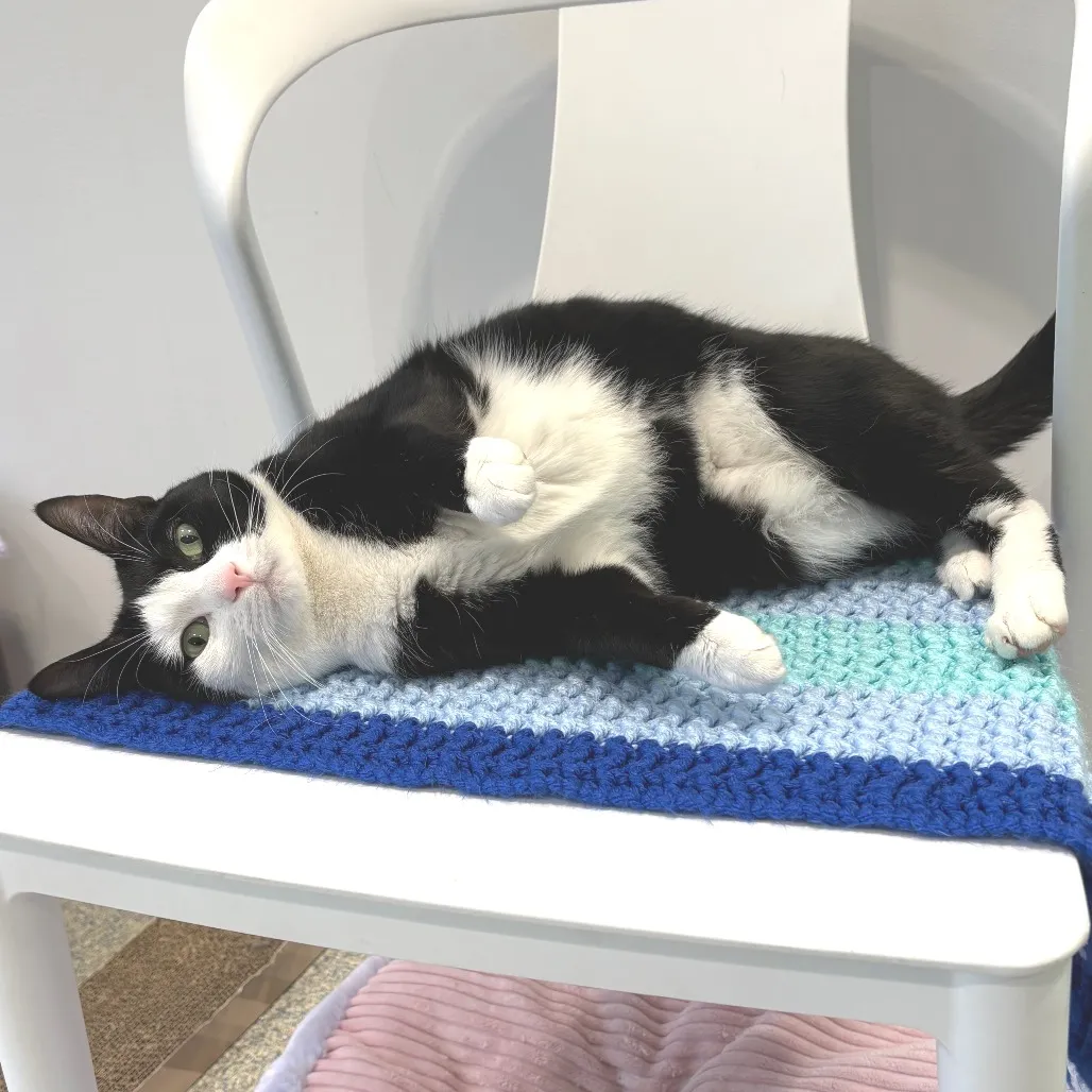 Cuddles Domestic Shorthair Black/White 
