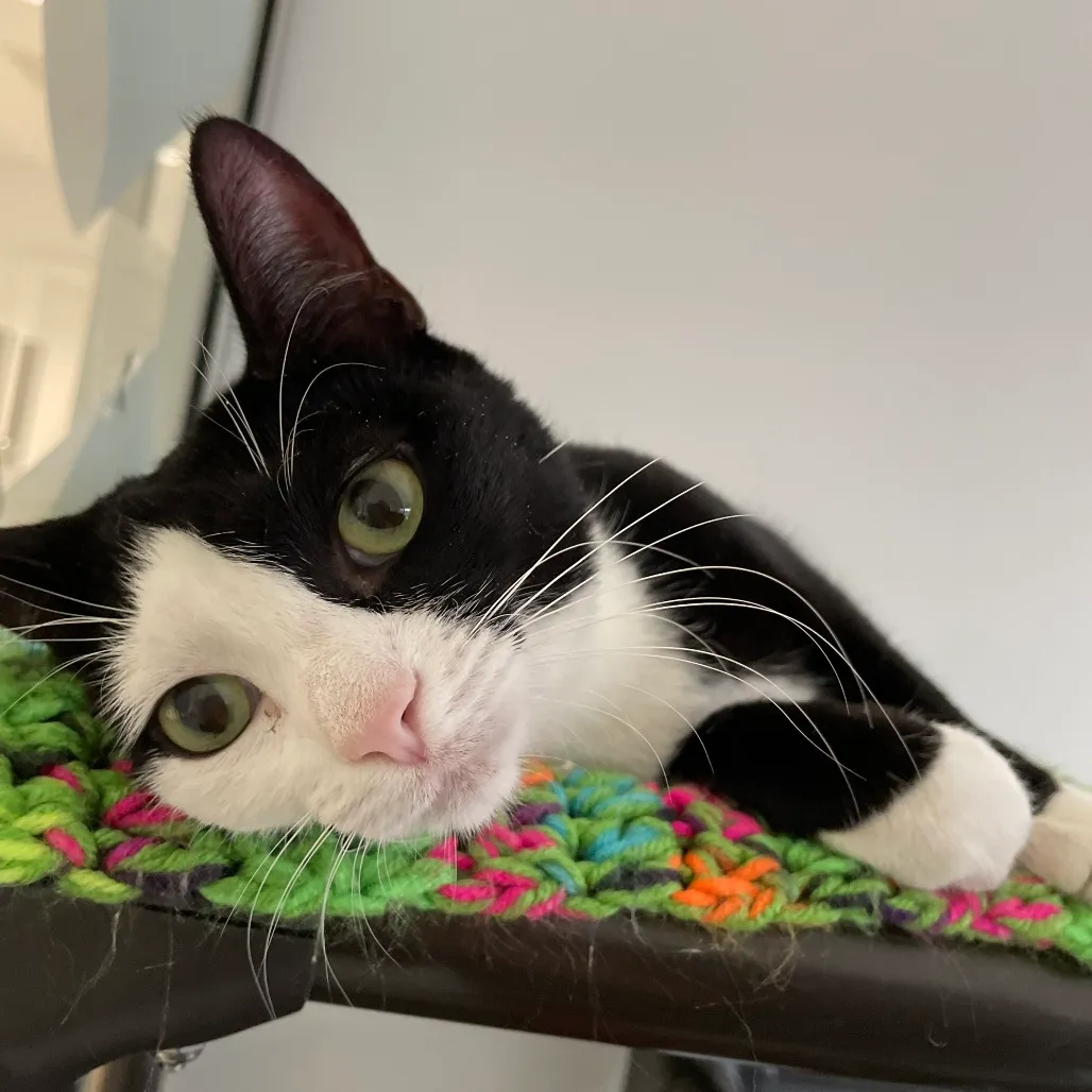 Cuddles Domestic Shorthair Black/White 
